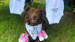 Dog learns how to fetch nappies and bottles, even tiding up after baby sisters