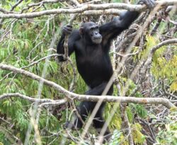 Chimpanzees in Tanzania help British scientists solve mystery of why humans walk on two legs