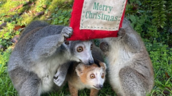 It’s Christmastime at zoos too – and the animals are opening their presents