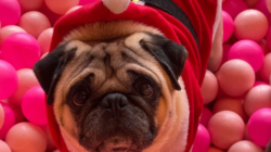 Pug café celebrates ‘Pugmas’ with festive fits for their four-legged friends