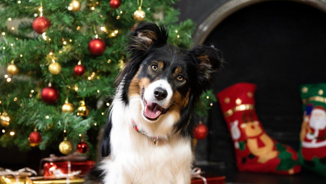Pets at Christmas - what your dog can and can’t eat