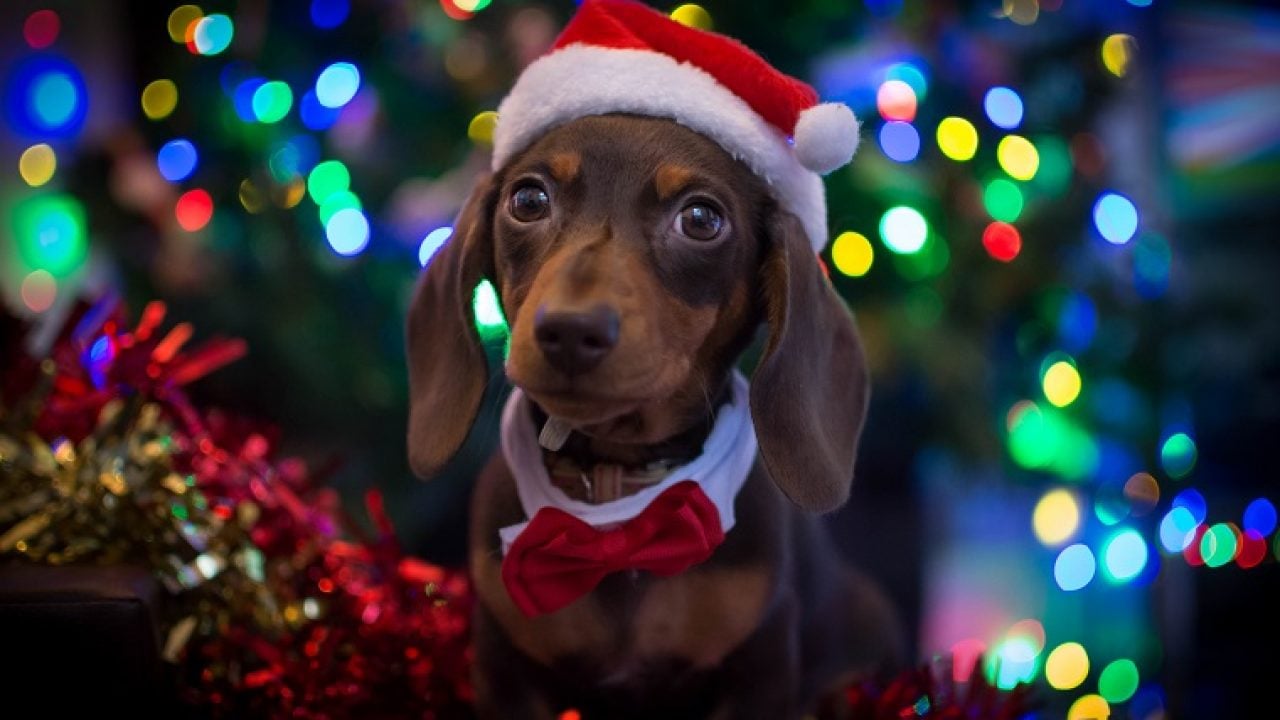 Pets at Christmas - what your dog can and can’t eat
