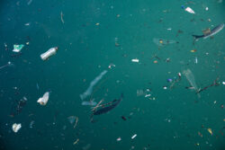 Microplastics on the ocean floor have ‘tripled in 20 years’ say scientists