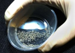 The NHS turns to maggots to heal wounds as ‘antibiotic resistance’ rises