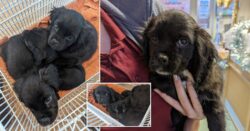 Three puppies found abandoned in a cardboard box over Christmas