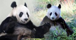 Pandas who couldn’t bear to make babies are sent back to China