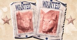 How the ‘Tamworth Two’ saved their own bacon in the Great Pig Escape of 1998