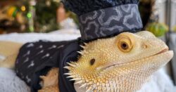 Clothes designer makes adorable mini outfits and costumes for her bearded dragon