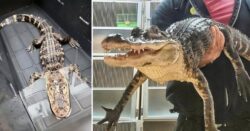 Man finds alligator in plastic bin outside home