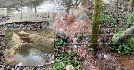 Fears dumped toxic waste is leaking through forest where children play