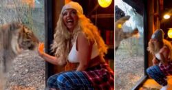 Little Mix’s Jesy Nelson terrified after ‘hungry’ tiger tries to maul her