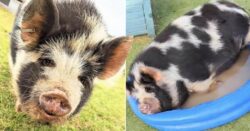 Owners delight after being reunited with 20-stone-pet pig after she went missing