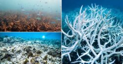 Coral reefs are ‘under threat’ from hidden heatwaves, warn scientists