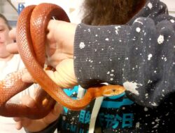 Shop owner goes to unblock drain only to find three-foot long snake