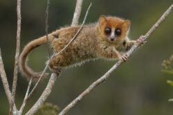 It would take 23,000,000 years for evolution to replace Madagascar’s lost animals