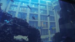 Nearly all 200 fish rescued from hotel’s burst aquarium are now thriving