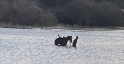 Horse at the centre of a flood water rescue turned out to be just a sculpture