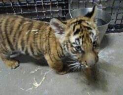 Cops discover Bengal tiger cub while investigating shooting