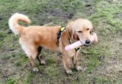 Dog goes looking for stick but ends up bringing back a massive sex toy