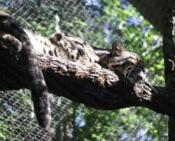 Leopard escapes its zoo enclosure and is on the ‘grounds and hiding’