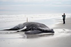 Seventh dead whale washes up in the same region in a month