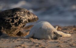 Norfolk currently at the mercy of 3,800 totally adorable seal pups