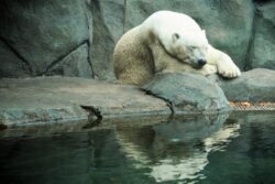 Oldest captive polar bear in US is euthanized