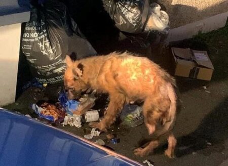 Neglected dog was so malnourished people thought it was a poorly fox