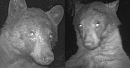 Bear takes 400 selfies on wildlife observation camera