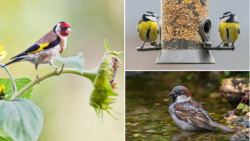 The RSPB’s Big Garden Birdwatch is back – here’s how to take part