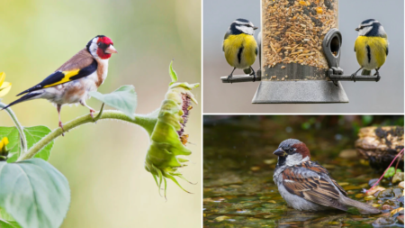 The RSPB’s Big Garden Birdwatch is back – here’s how to take part