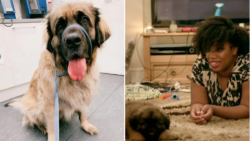 One of eight dogs ‘seized after woman mauled to death appeared on BBC puppy show’
