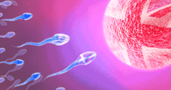 sperm donors gif 3a95 OeN5Pv - WTX News Breaking News, fashion & Culture from around the World - Daily News Briefings -Finance, Business, Politics & Sports News