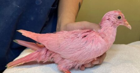 Pigeon dyed pink ‘for wedding or other celebration’ rescued malnourished