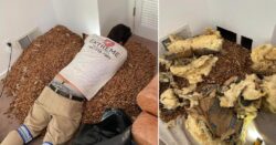 Pest control finds 700 pounds of acorns hoarded by woodpeckers in house walls