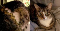 Fears of ‘phantom cat shaver’ after pets come home with fur missing