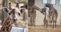 Giraffe dies after breaking his neck getting stuck in zoo enclosure gate