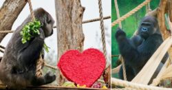 London Zoo’s gorilla trio spend their first Valentine’s Day together