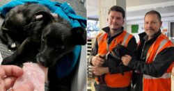 Trainee train driver rescues puppy from tracks in the middle of a lesson