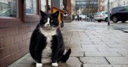 Fat grumpy cat becomes top Polish tourist attraction