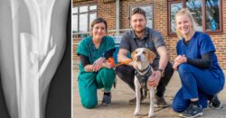 Missing beagle limps home with broken leg 10 days after being hit by train