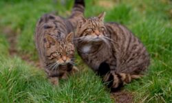 Dozens of wildcats will be released into the countryside for the first time in 500 years