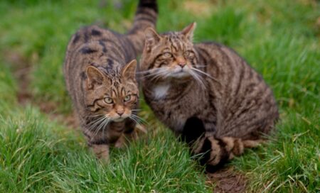 Dozens of wildcats will be released into the countryside for the first time in 500 years