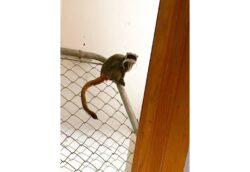 Dallas Zoo’s missing monkeys found inside closet in abandoned home