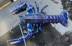 Fisherman beats 2,000,000/1 odds to catch a rare blue lobster