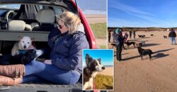 Thirty dogs join border collie for her last walk before she’s put down