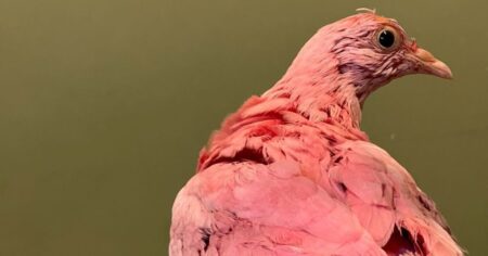 Pink pigeon ‘dyed for party dies from color toxins’