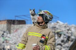 Turkish firefighter adopts cat he rescued after 129 hours trapped in rubble