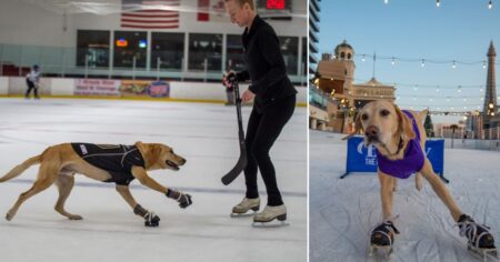Talented rescue dog learns how to ice skate: ‘Seeing him so excited is a dream come true’