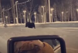 Woman trampled by moose while walking her dog